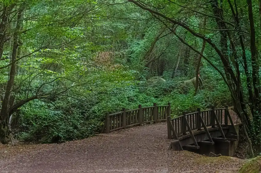 Beykoz Grove