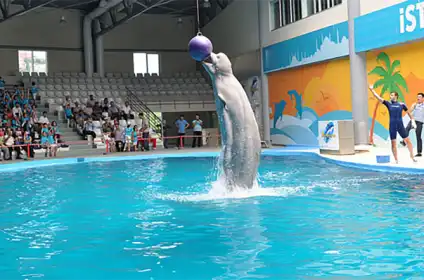 Istanbul Dolphinarium